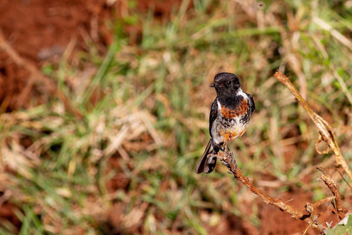 African Stonechat (African) - ML248018891