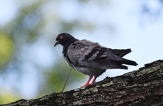 Rock Pigeon (Feral Pigeon), ML248022651