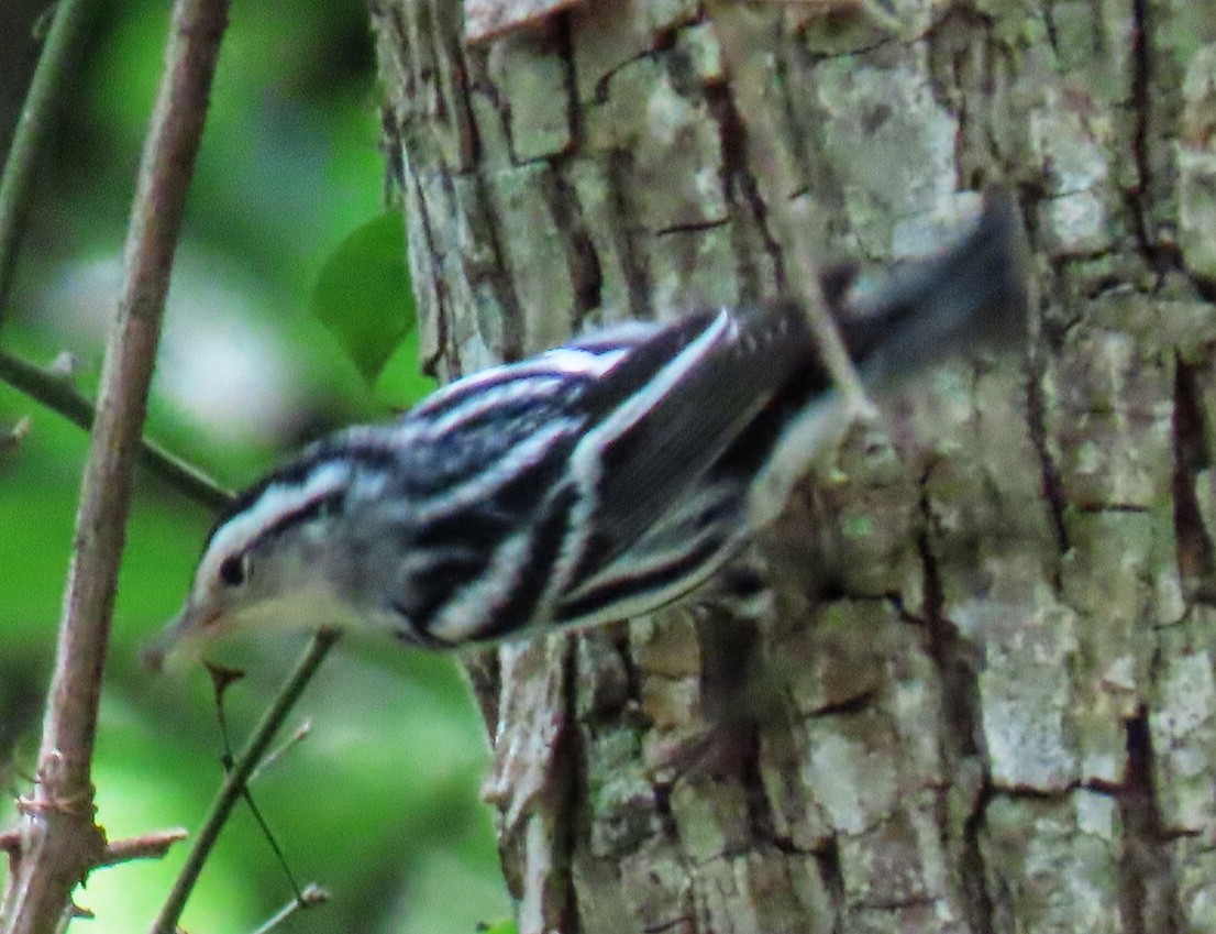 Black-and-white Warbler - ML248031231