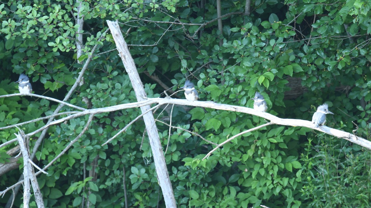 Belted Kingfisher - ML248034231