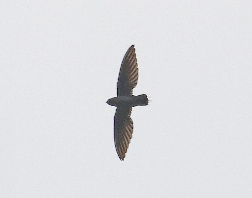 Silver-rumped Spinetail - Neoh Hor Kee