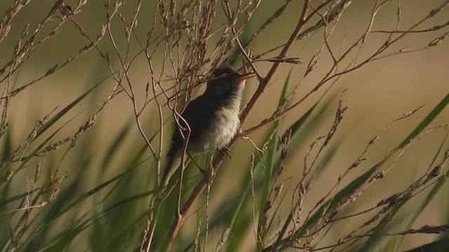 Common Reed Warbler - ML248039921