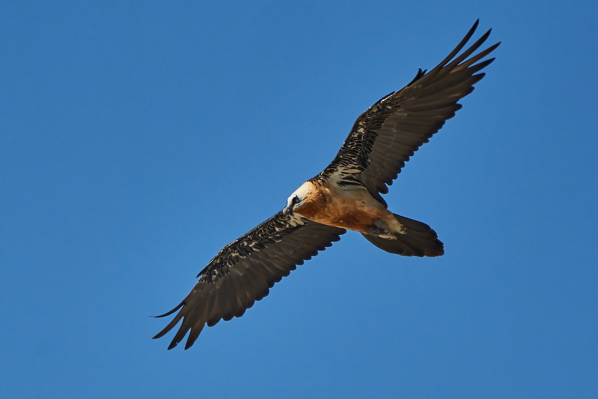 Bearded Vulture - Miguel Rouco