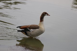 Egyptian Goose, ML248041871