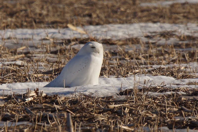 Snowy Owl - Réal Boulet 🦆