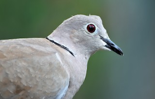 Eurasian Collared-Dove, ML248044411