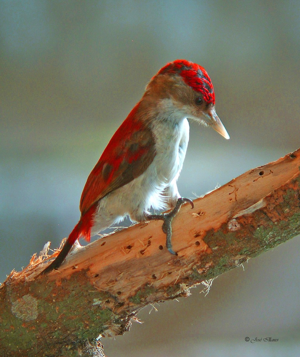 Scarlet-backed Woodpecker - ML248047051