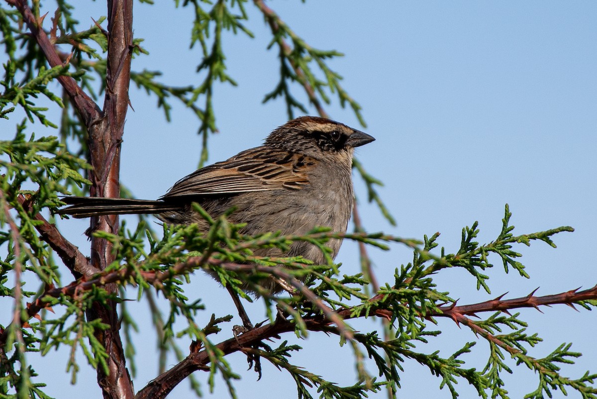 Striped Sparrow - ML248048201