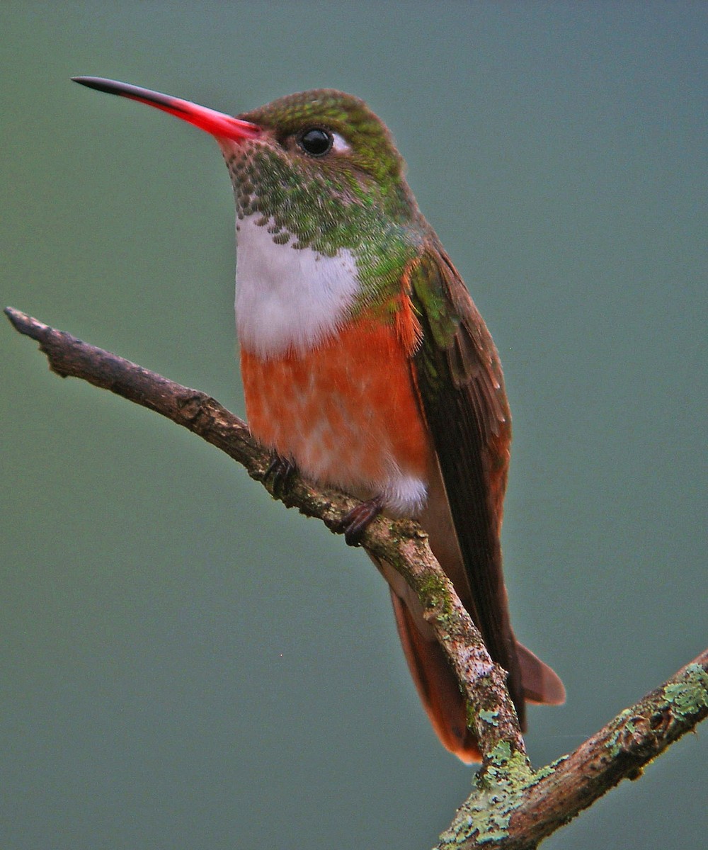 Amazilia Hummingbird (White-throated) - ML248048841