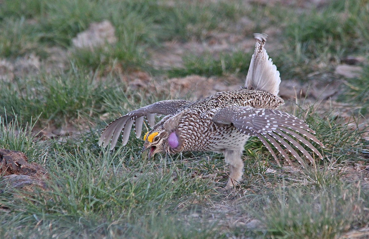 Sharp-tailed Grouse - Tim Avery