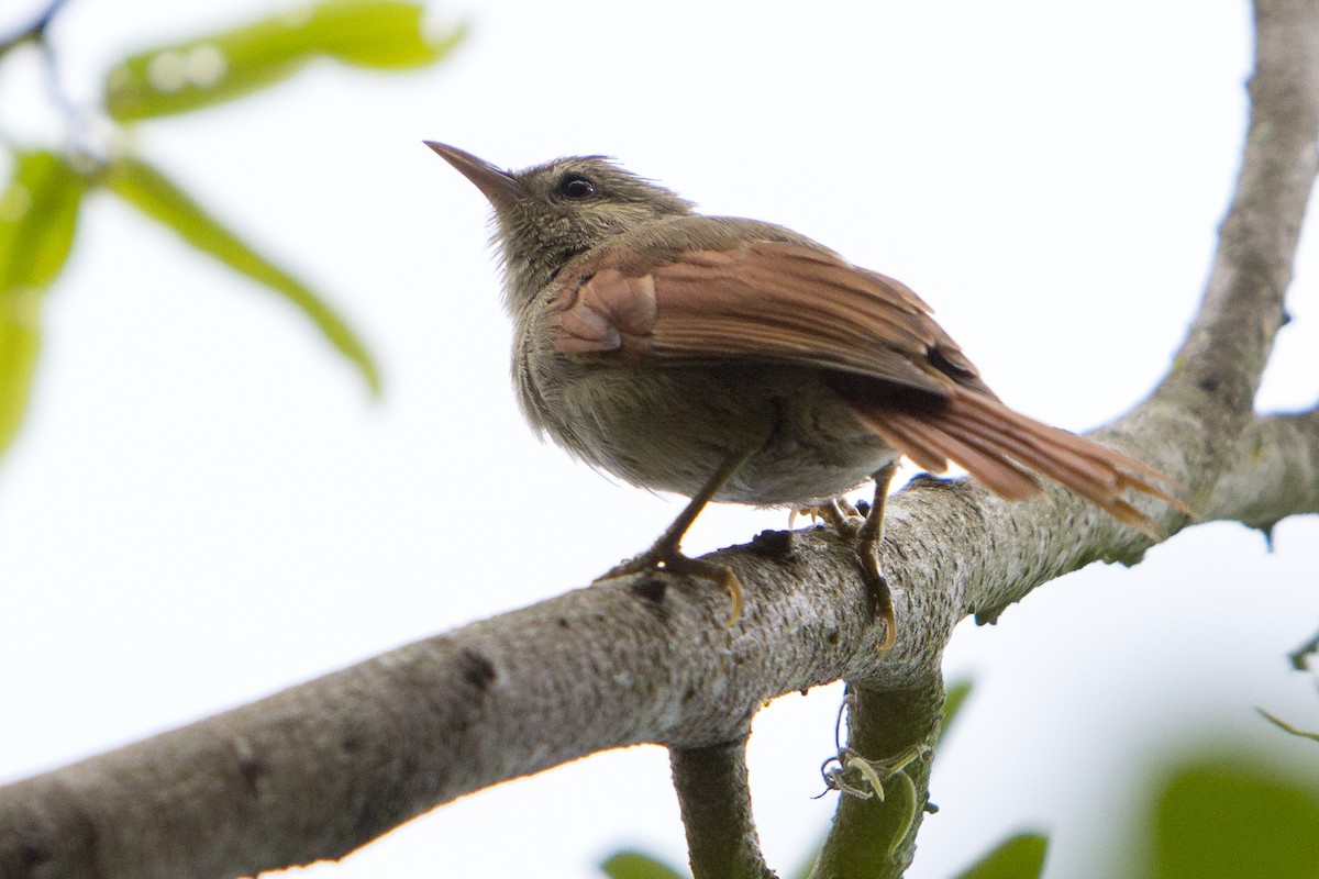 Crested Spinetail - ML248054821