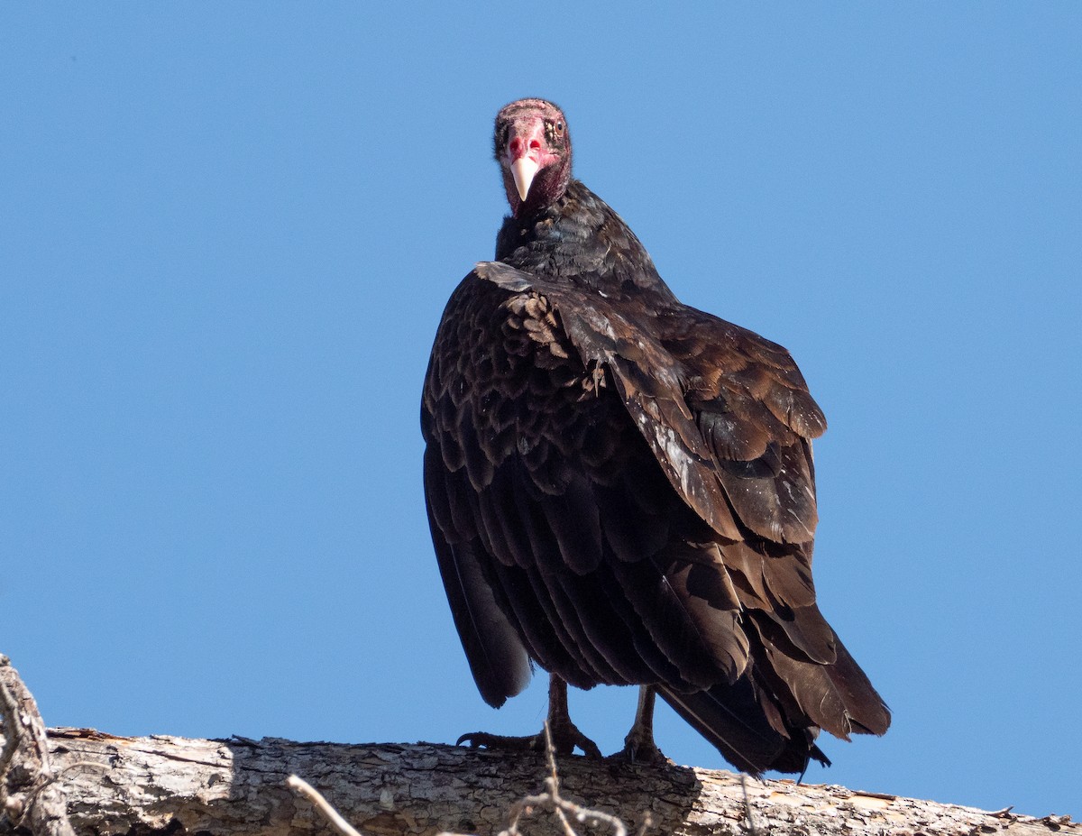 Turkey Vulture - ML248055191