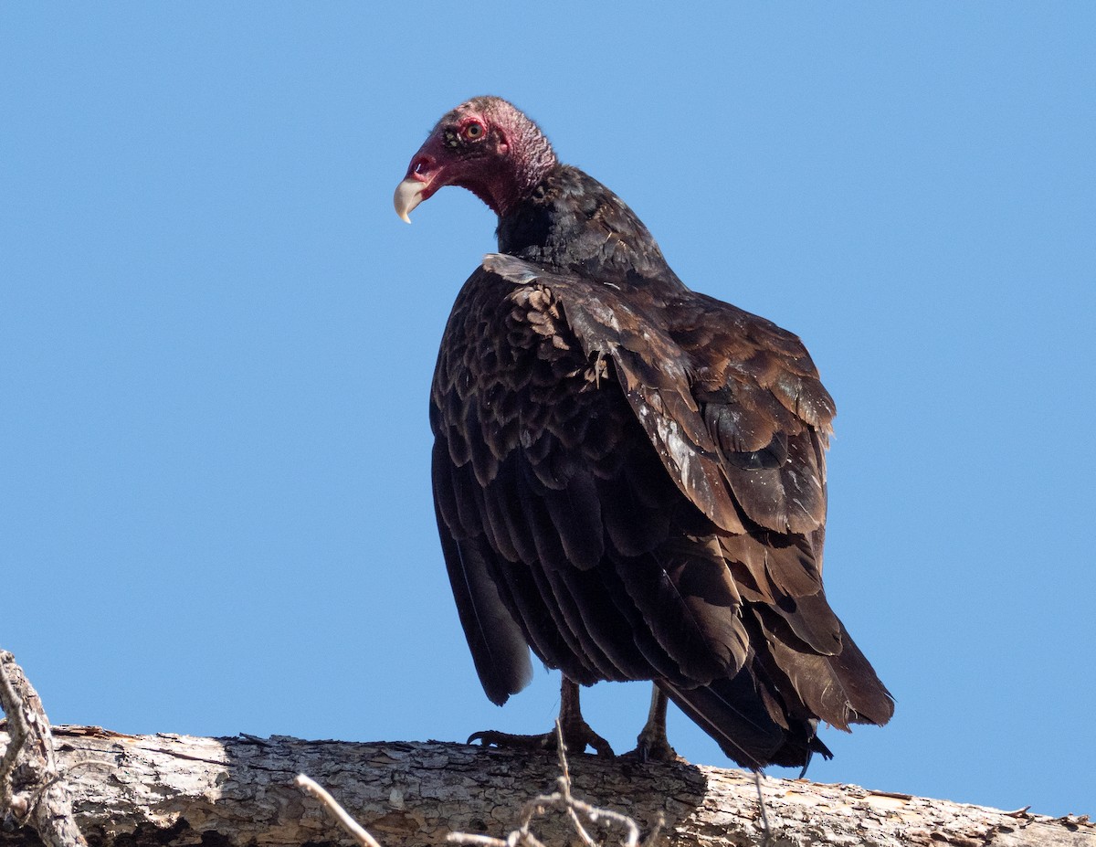 Turkey Vulture - ML248055311