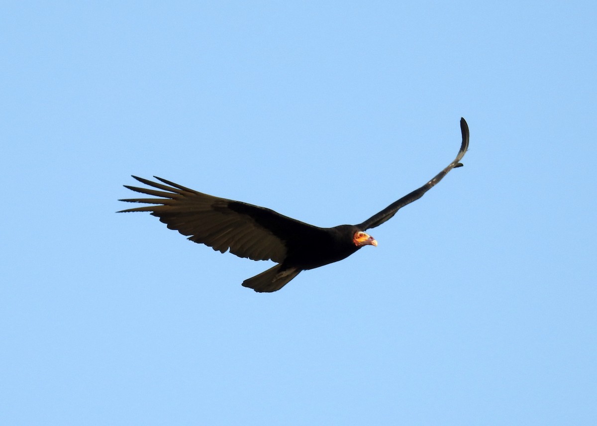 Lesser Yellow-headed Vulture - ML24805591