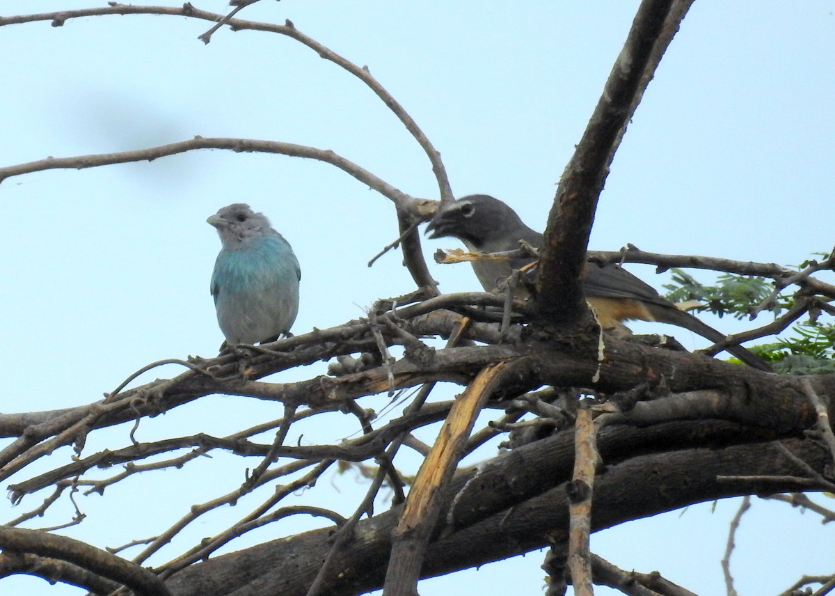 Glaucous Tanager - ML24805671