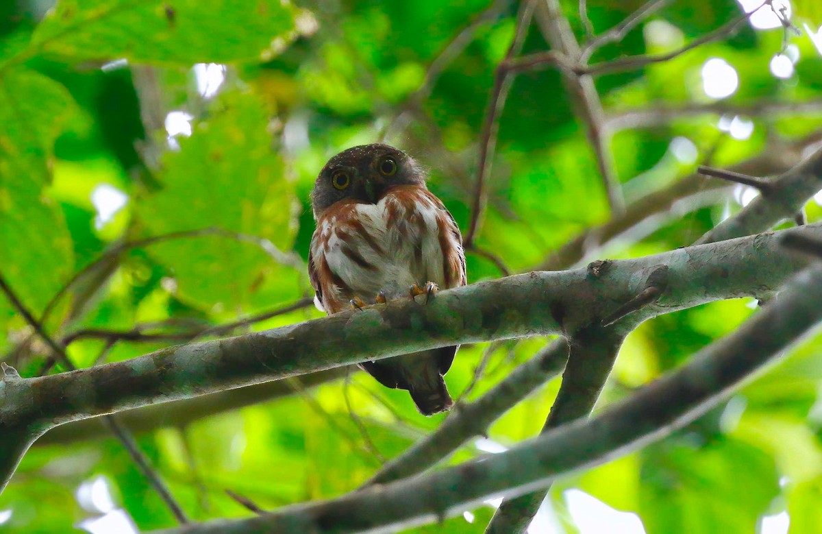Central American Pygmy-Owl - ML248057001