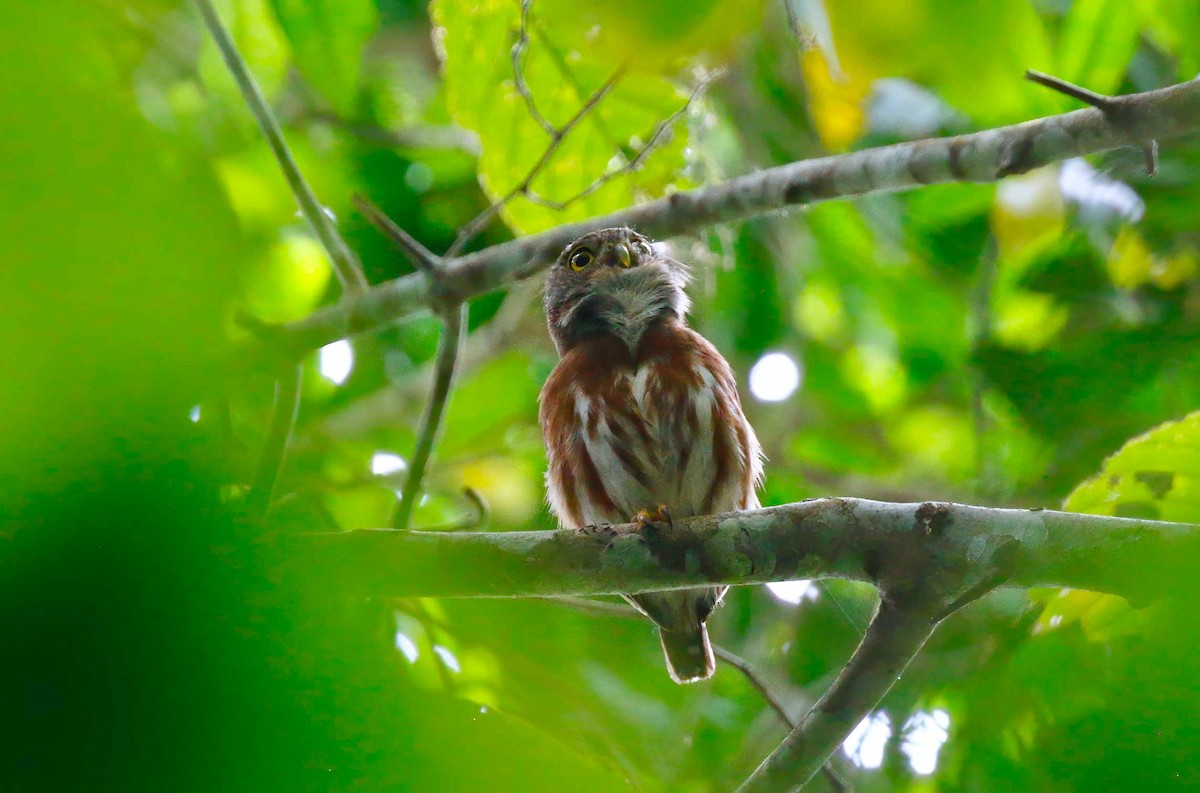Central American Pygmy-Owl - Timo Mitzen