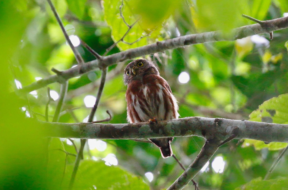 Central American Pygmy-Owl - ML248057031