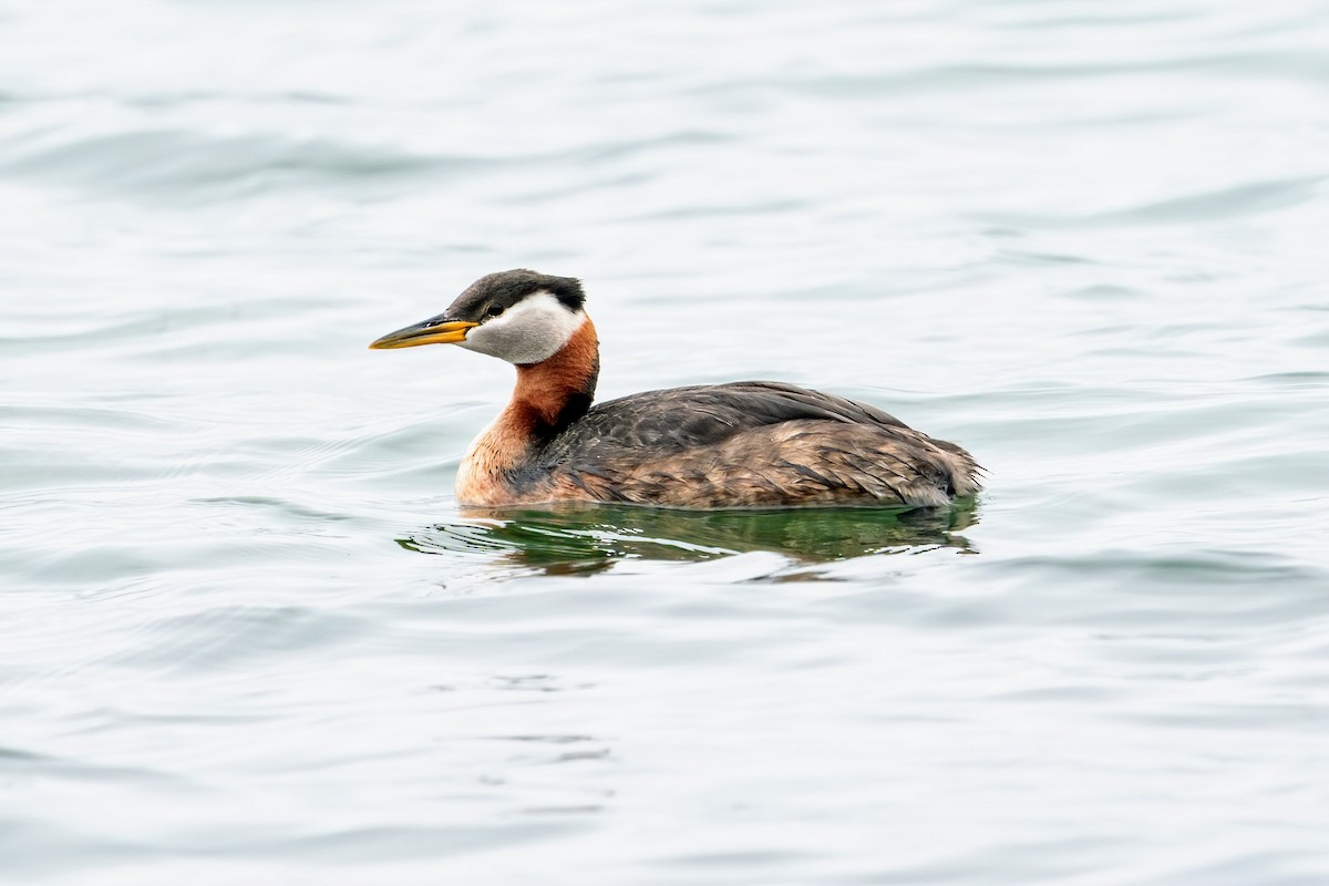 Red-necked Grebe - ML248058701