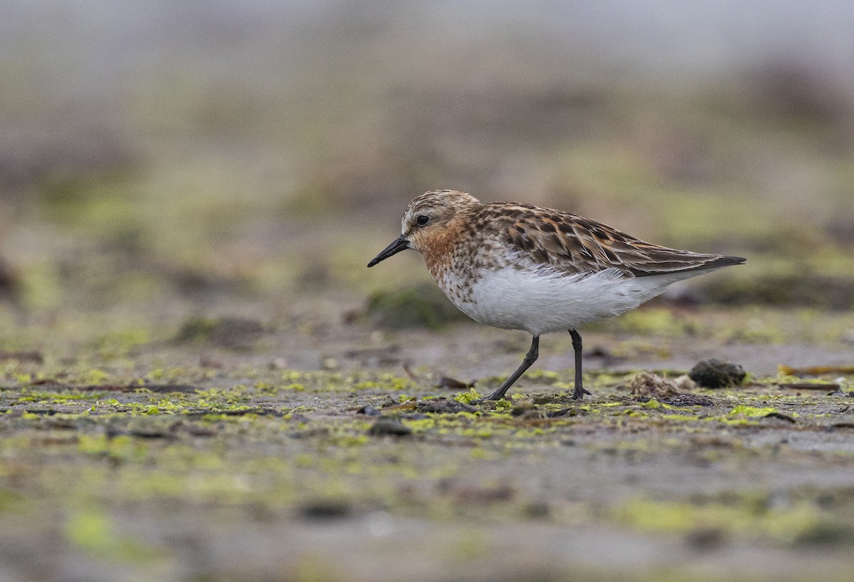 Red-necked Stint - Anonymous