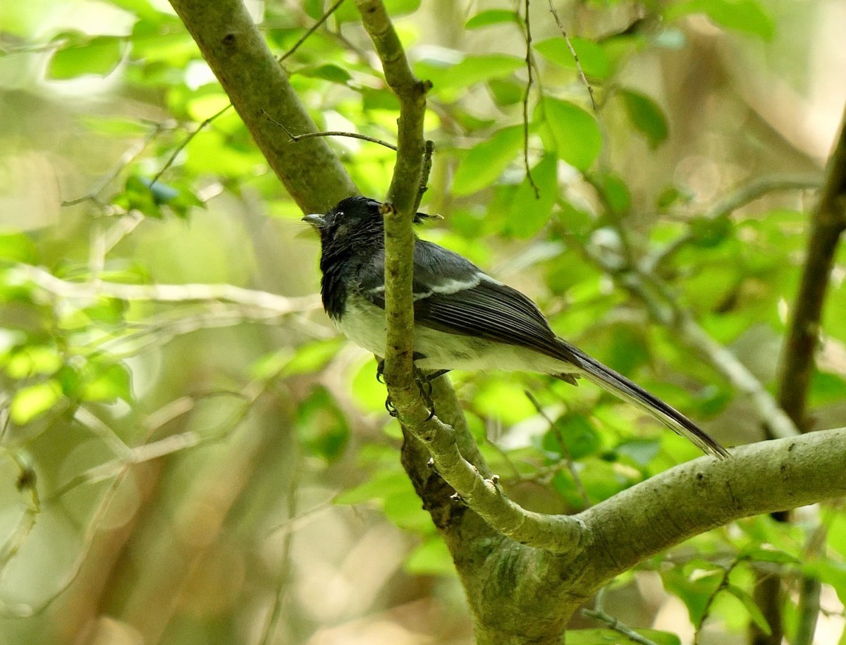 African Crested Flycatcher (Eastern) - ML248062671