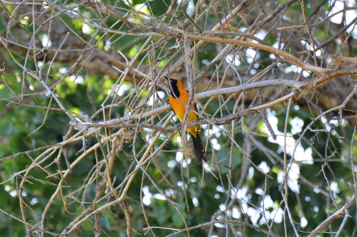 Hooded Oriole (nelsoni Group) - ML248073011