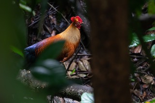 Sri Lanka Junglefowl, ML248076011