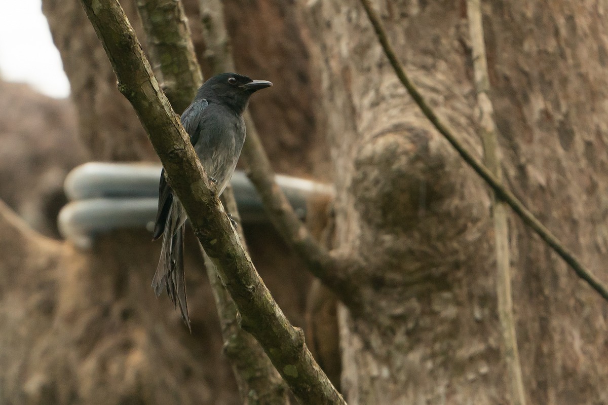 White-bellied Drongo - Joao Quental JQuental