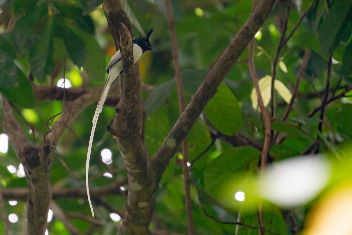 Indian Paradise-Flycatcher - Joao Quental JQuental