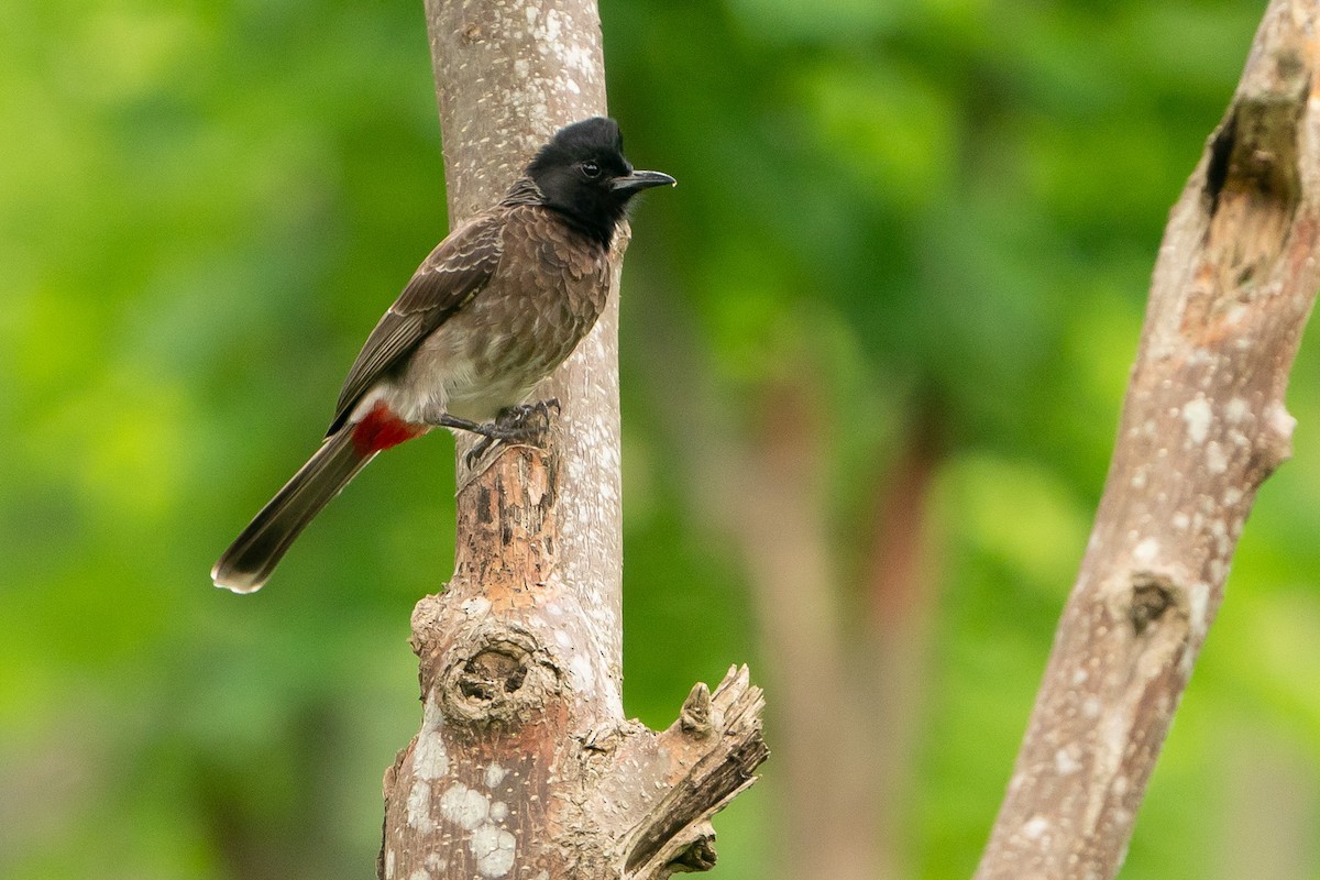 Red-vented Bulbul - Joao Quental JQuental