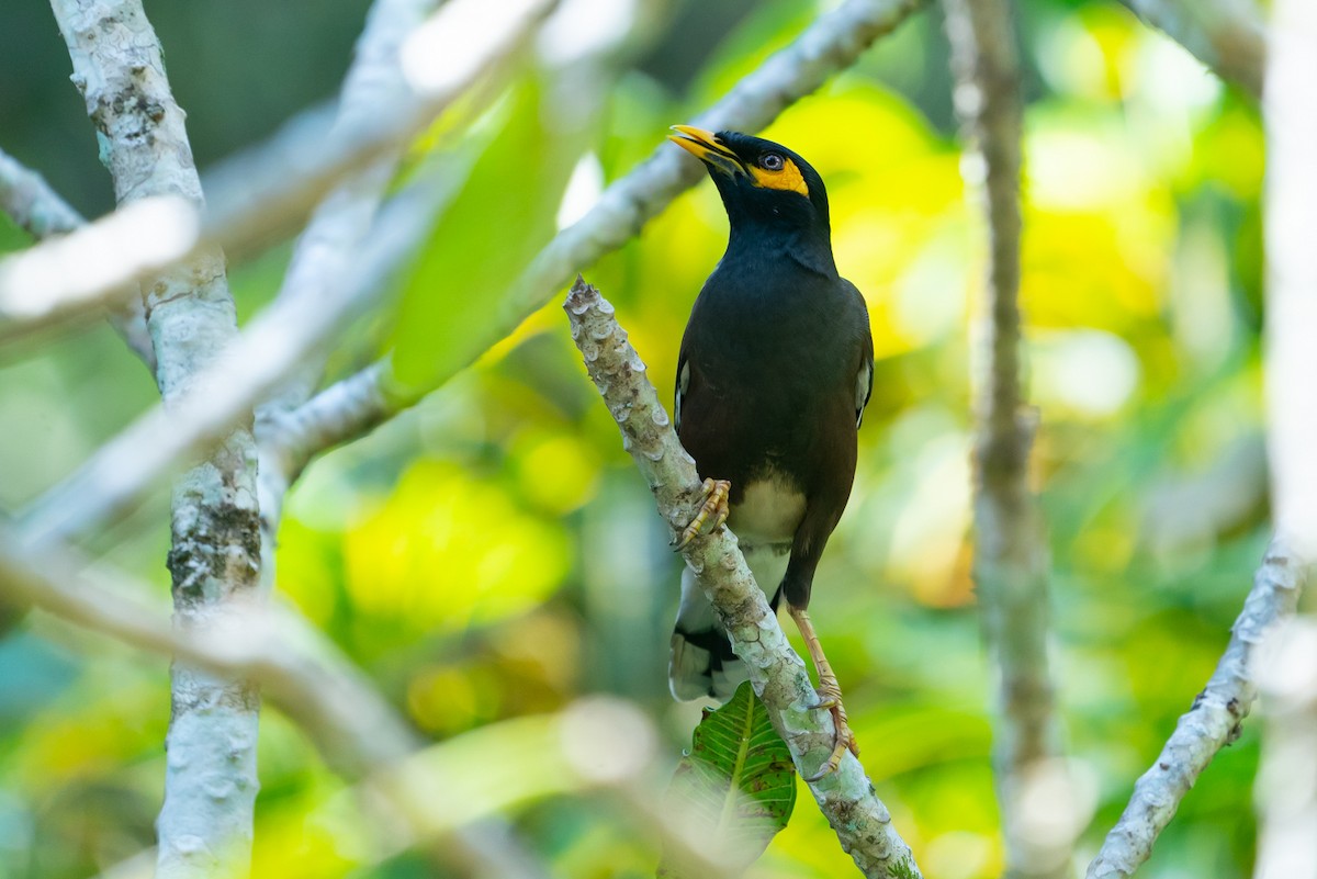 Common Myna - Joao Quental JQuental