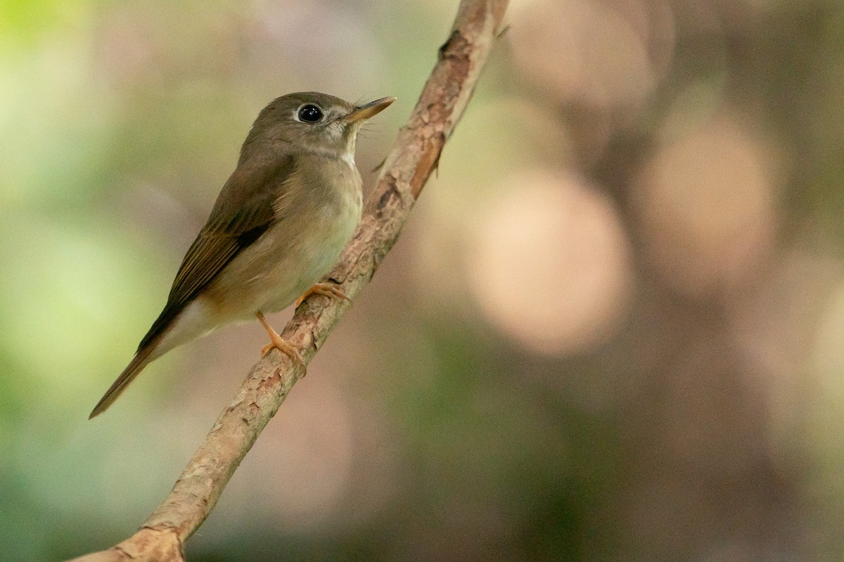 Brown-breasted Flycatcher - Joao Quental JQuental