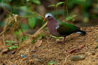 Asian Emerald Dove, ML248077441