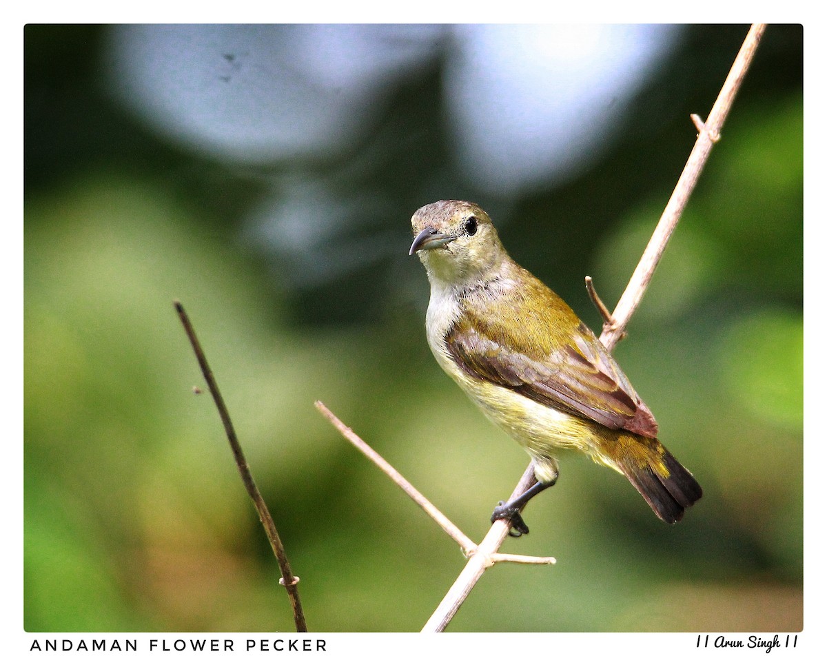 Andaman Flowerpecker - Arun Singh: Andaman Bird Tour