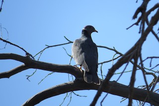 Band-tailed Pigeon, ML248080731