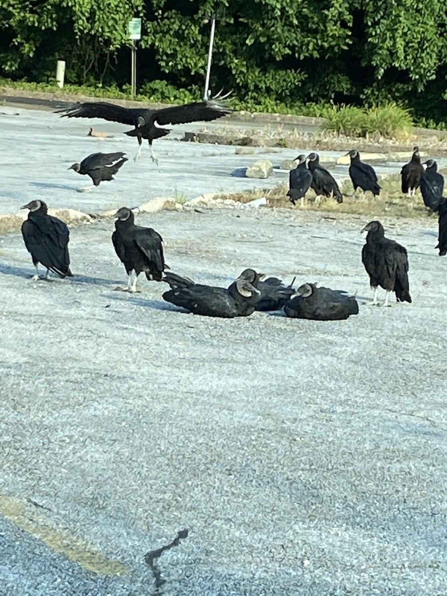 Black Vulture - shari desilva