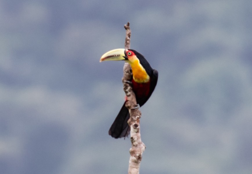 Red-breasted Toucan - ML248084731