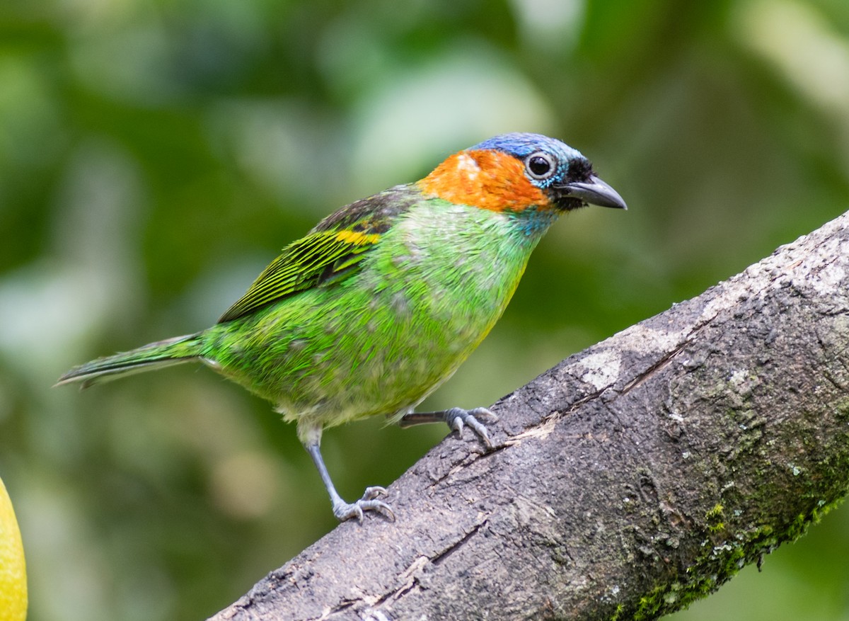 Red-necked Tanager - ML248084751
