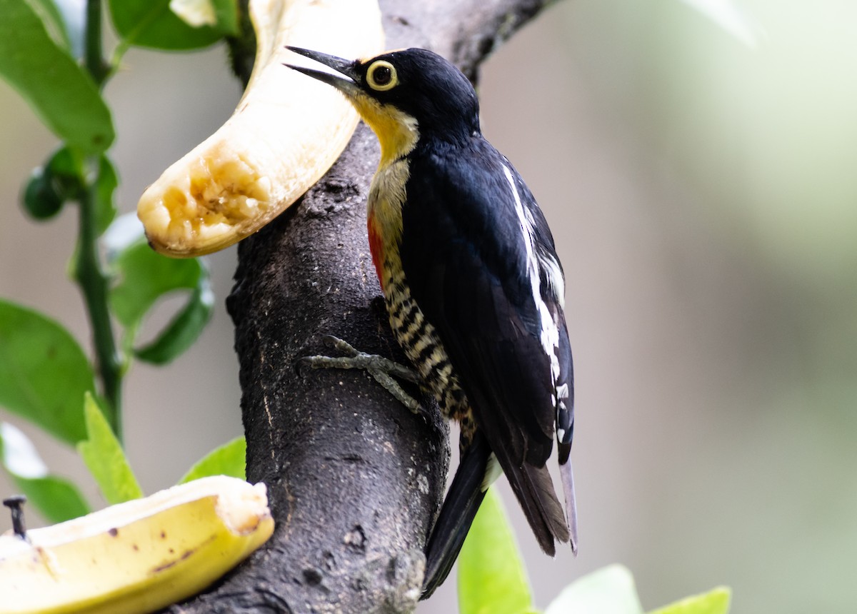 Yellow-fronted Woodpecker - ML248084991