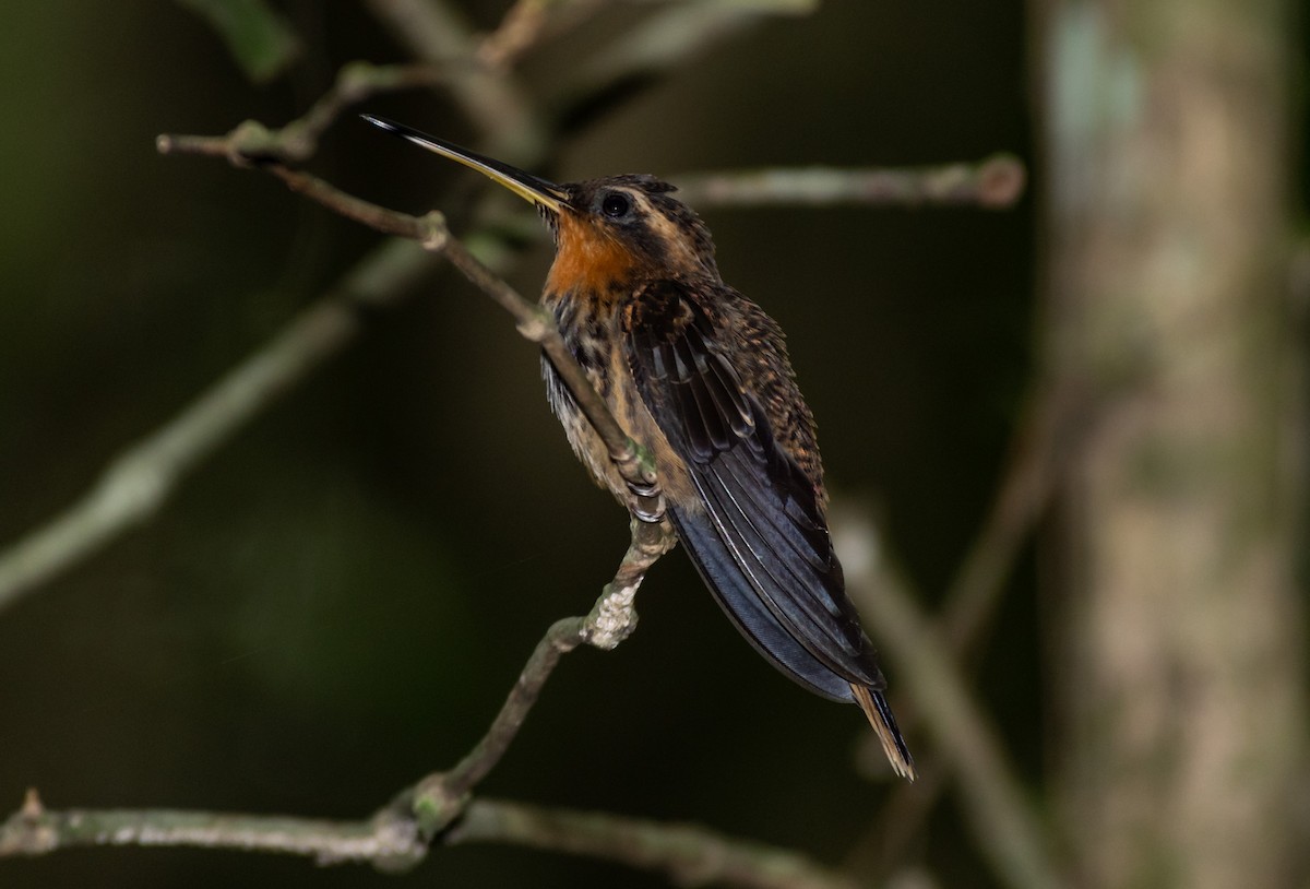 kolibřík pilozobý - ML248085021