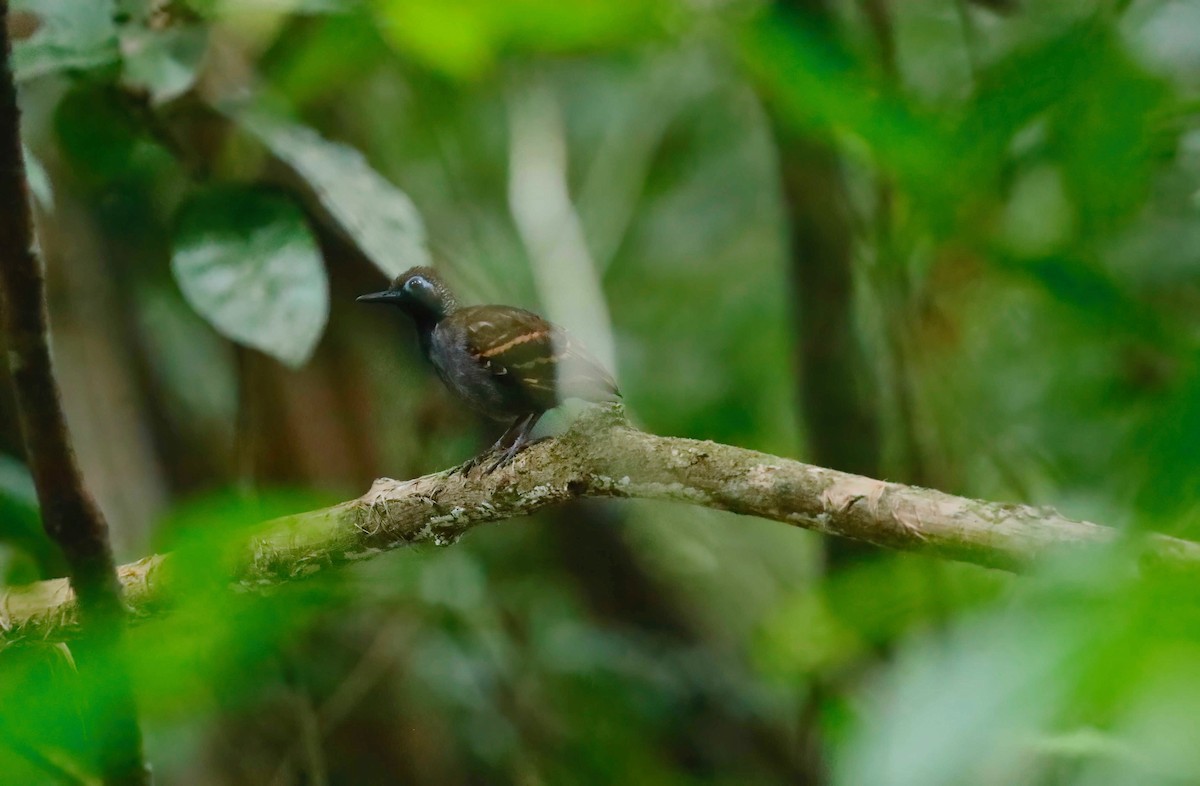 Wing-banded Antbird - ML248085231