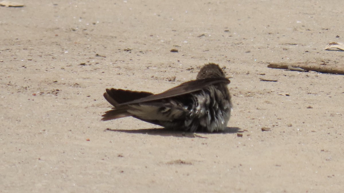 Northern Rough-winged Swallow - ML248085711