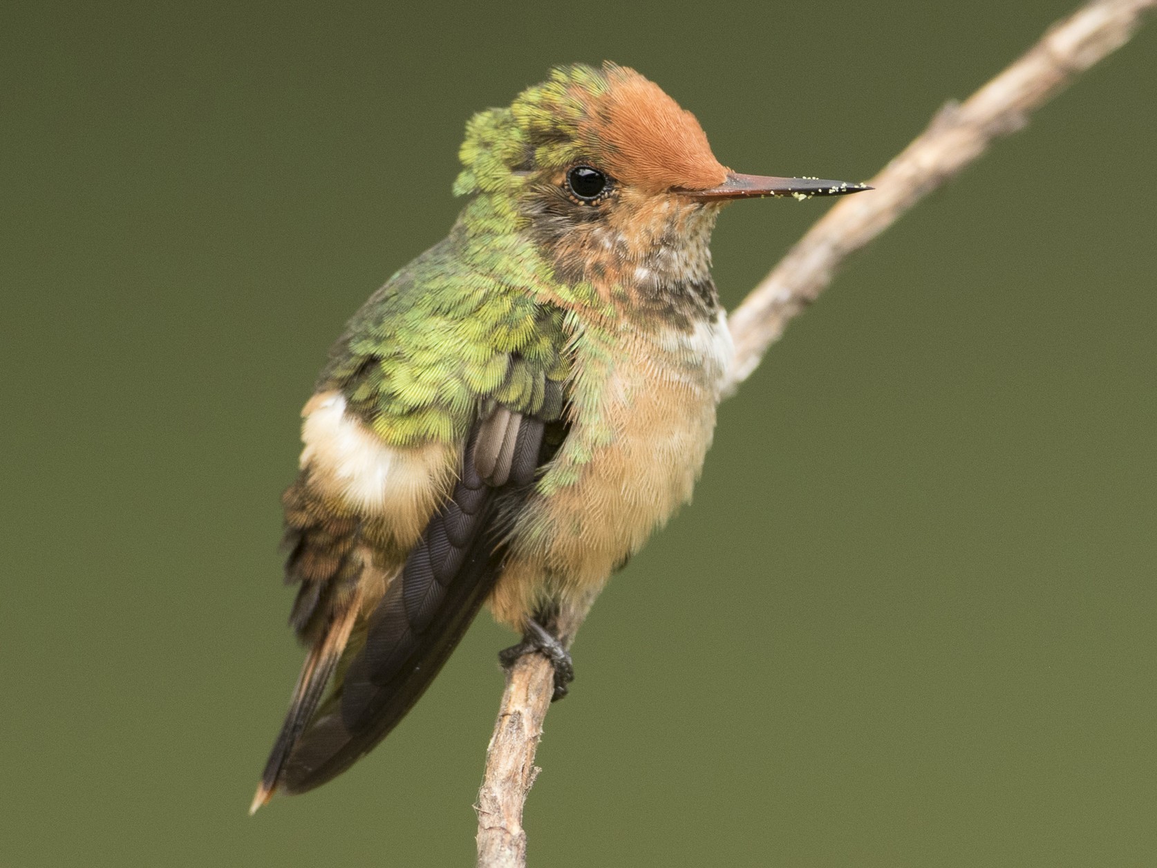 Rufous-crested Coquette - Brian Sullivan