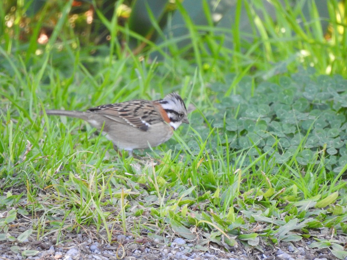 Rufous-collared Sparrow - Fabian Lertora