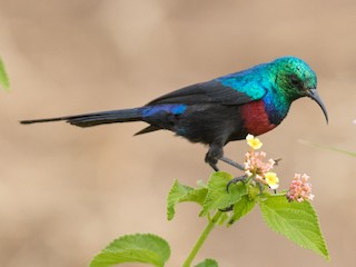  - Red-chested Sunbird
