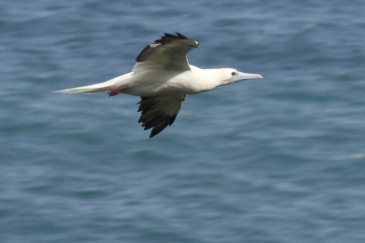 Red-footed Booby - ML24809071