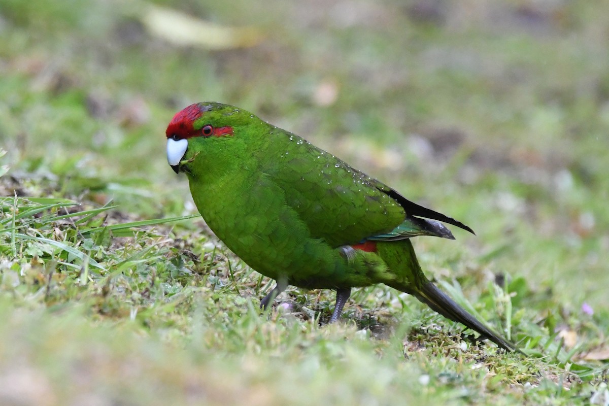Red-crowned Parakeet - ML248090901