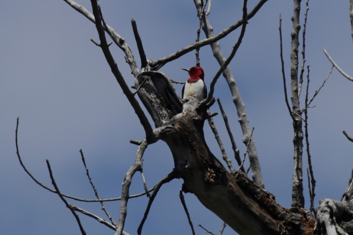 Red-headed Woodpecker - ML248091281