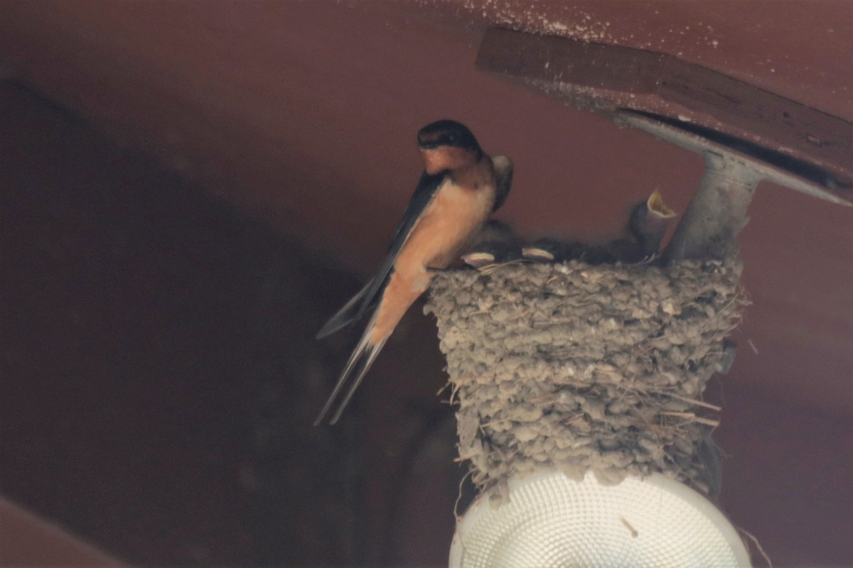Barn Swallow (American) - ML248093201