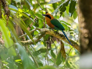 アマゾンオオハチクイモドキ - eBird
